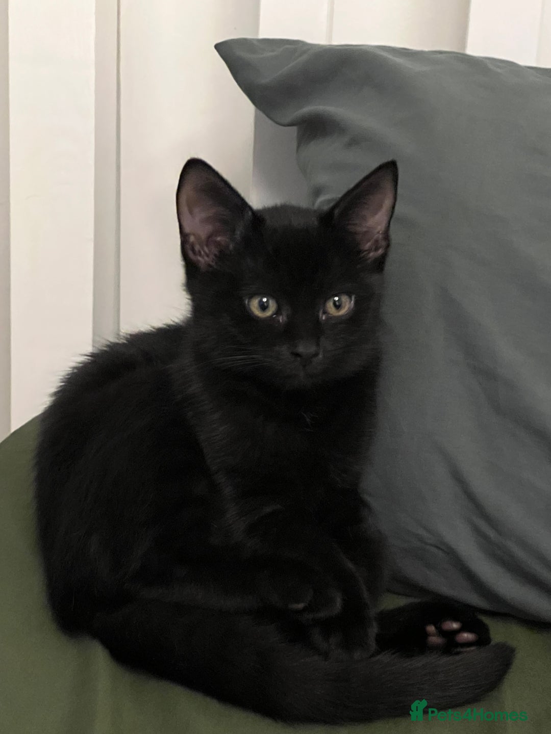 Mixed Breed cats for sale: Adorable black kitten looking for a loving home - Image 1