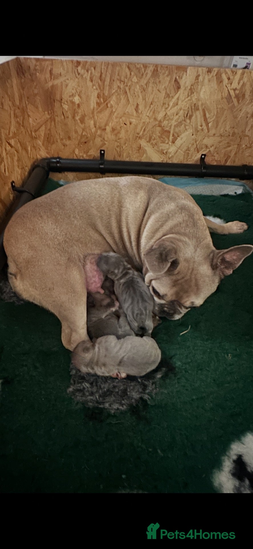 French Bulldog dogs KC REG genetic tested French bulldog puppies  - Advert 1