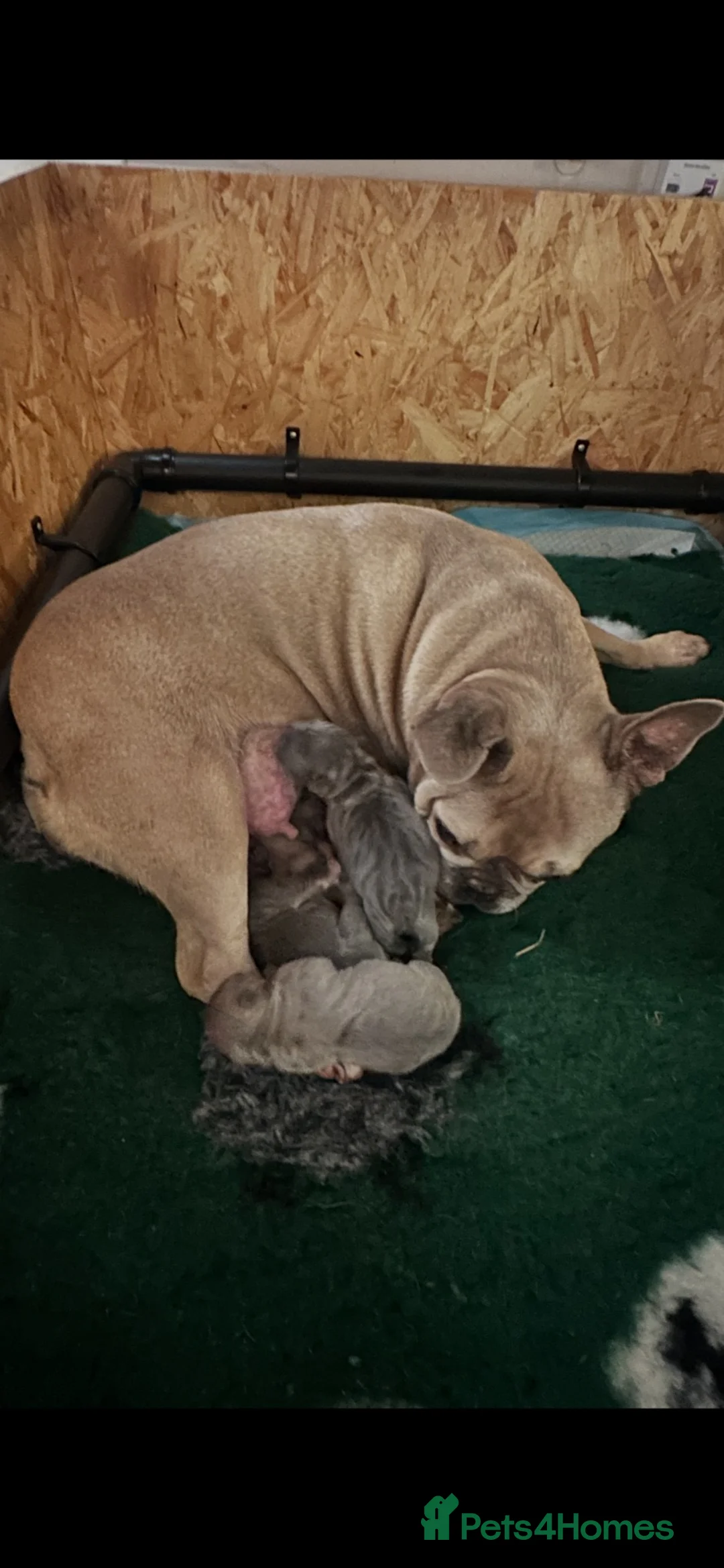 French Bulldog dogs for sale: KC REG genetic tested French bulldog puppies  - Advert 1