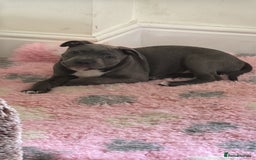 Staffordshire Bull Terrier dogs for sale: Breed Standard Blue SBT Girl - Image 1