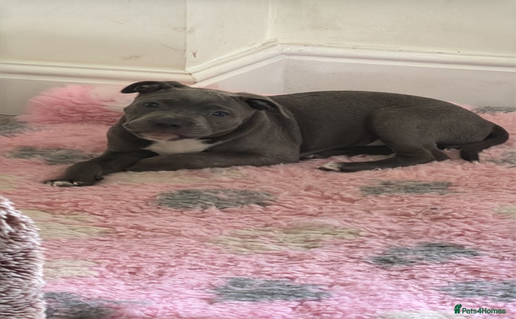 Staffordshire Bull Terrier dogs - Advert 1