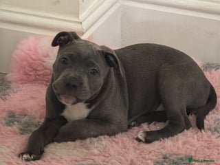 Staffordshire Bull Terrier dogs - Advert 3