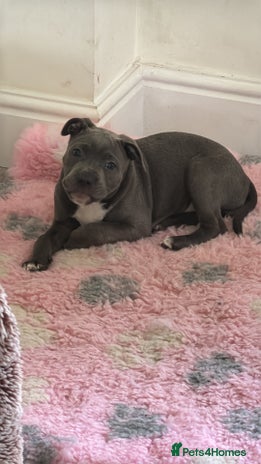 Staffordshire Bull Terrier dogs - Advert 2
