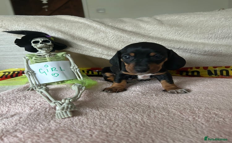 Dachshund dogs - Advert 3
