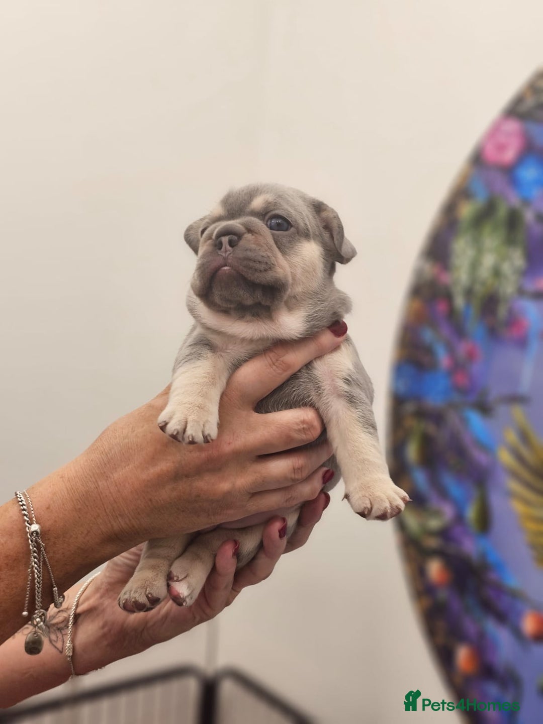 French Bulldog dogs for sale: 6 French Bulldog puppies (3 girls, 3 boys) - Image 11