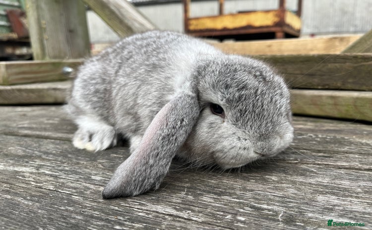 French Lop rabbits - Advert 2