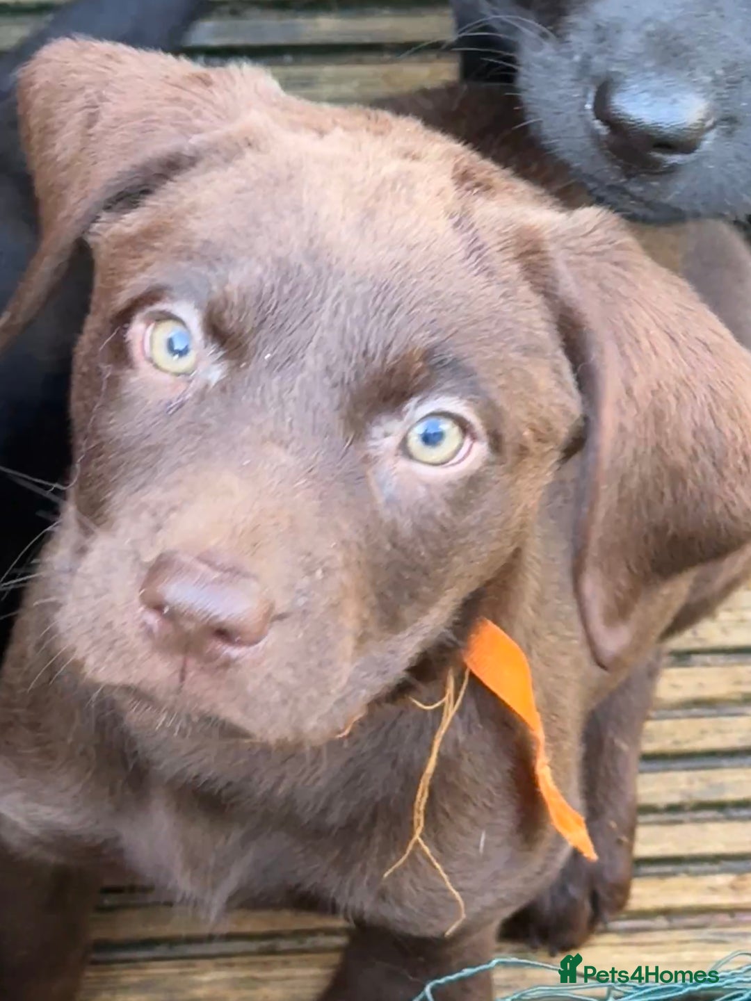 Labrador Retriever dogs for sale: Stunning Labrador puppies for sale  in Lostwithiel - Image 31