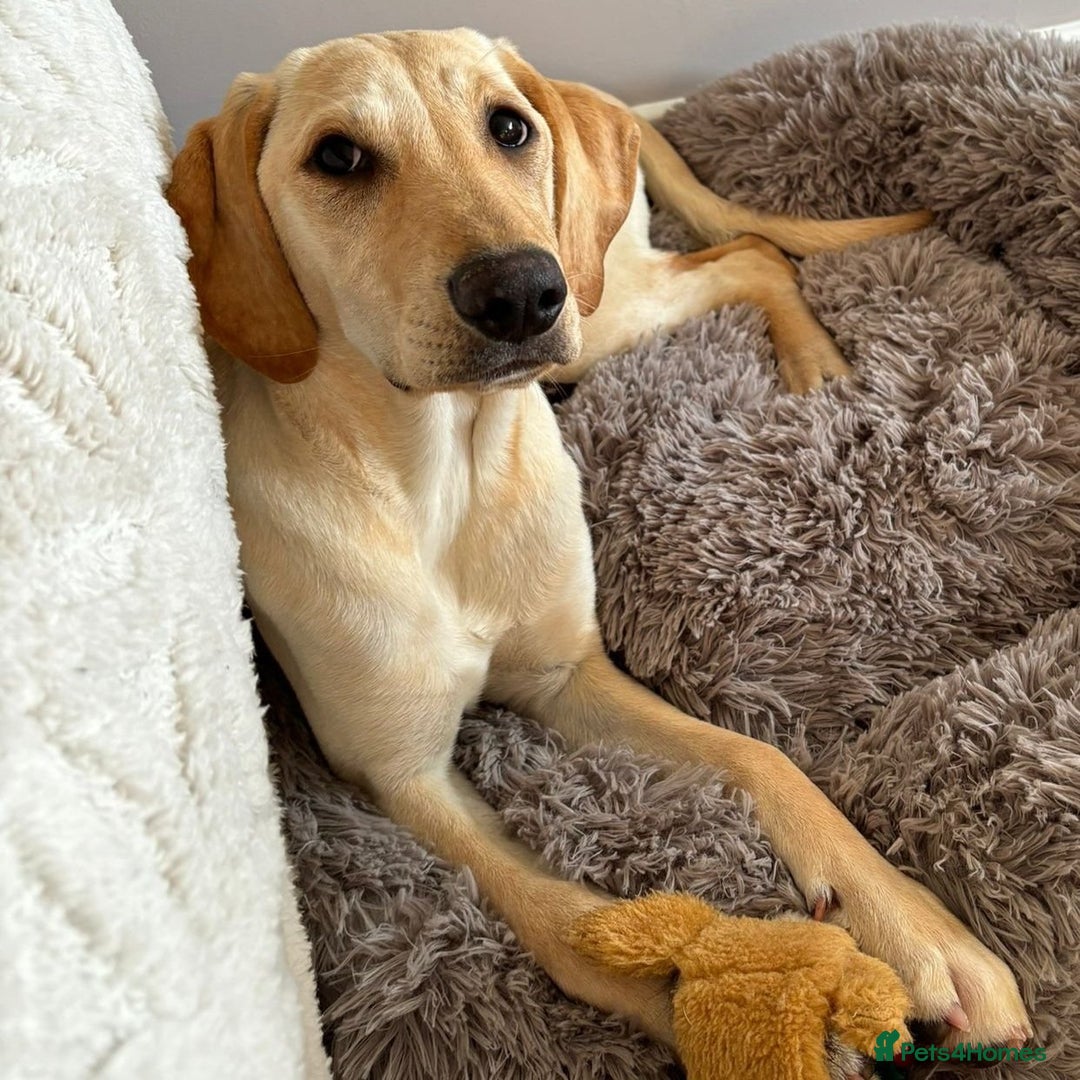 Mixed Breed dogs for adoption: Sika (Labrador/Pointer mix) - Image 4