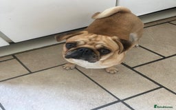 Pug dogs for sale: PUG PUPPYS READY TO GO !!!! - Advert 29