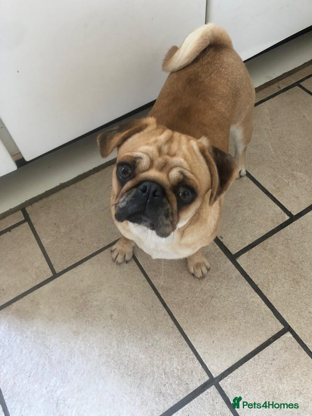 Pug dogs for sale: PUG PUPPYS READY TO GO !!!! - Advert 29