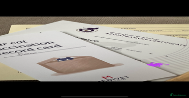 Ragdoll cats - Advert 13