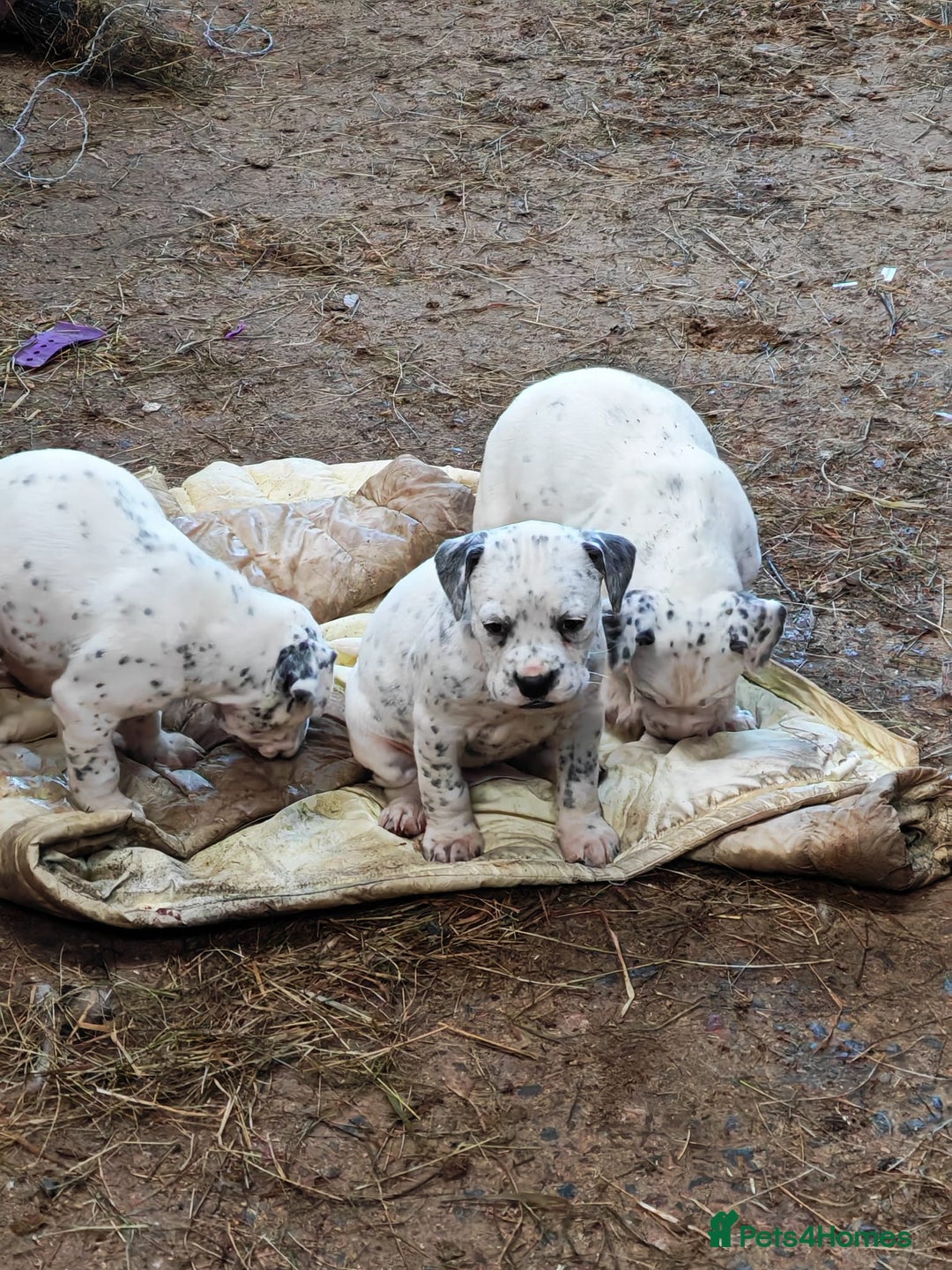 Mixed Breed dogs for sale: Boxmatian - Advert 7