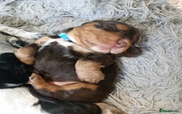 Cocker Spaniel dogs for sale: 1 beautiful cocker girl left ready to leave  - Advert 1