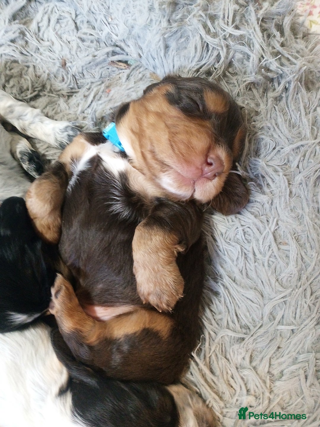 Cocker Spaniel dogs for sale: 1 beautiful cocker girl left ready to leave  - Advert 1