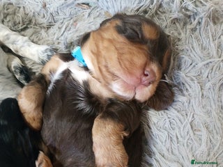 Cocker Spaniel dogs 1 beautiful cocker girl left ready to leave - Advert 1