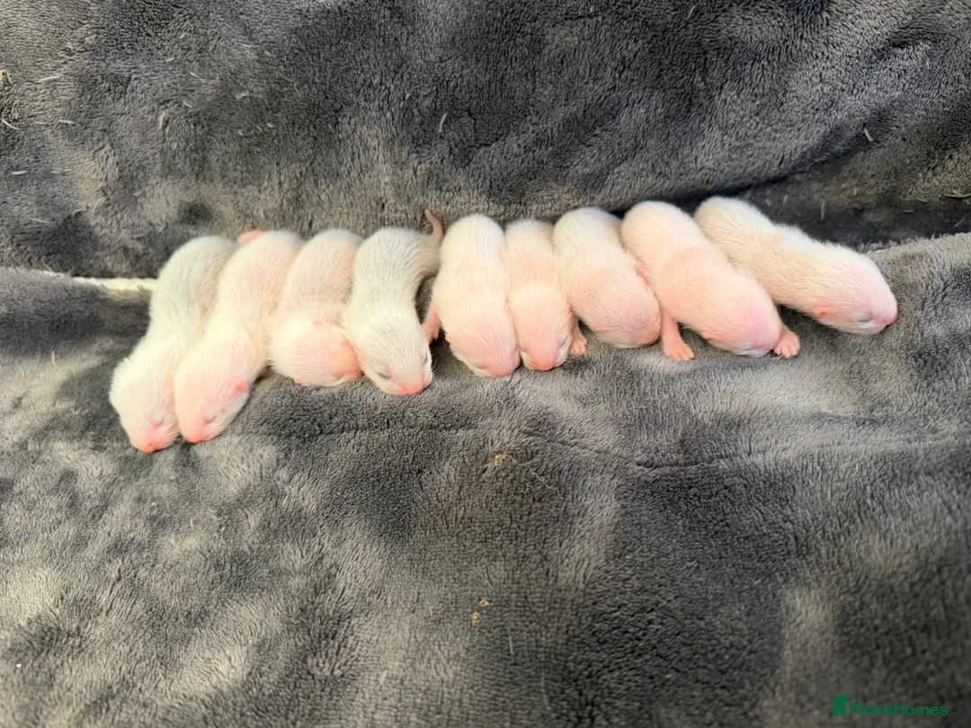 Ferret rodents for sale: Mixed litter of ferrets for sale - Advert 2