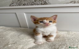 Domestic Shorthair cats for sale: Seven kittens available  - Image 6