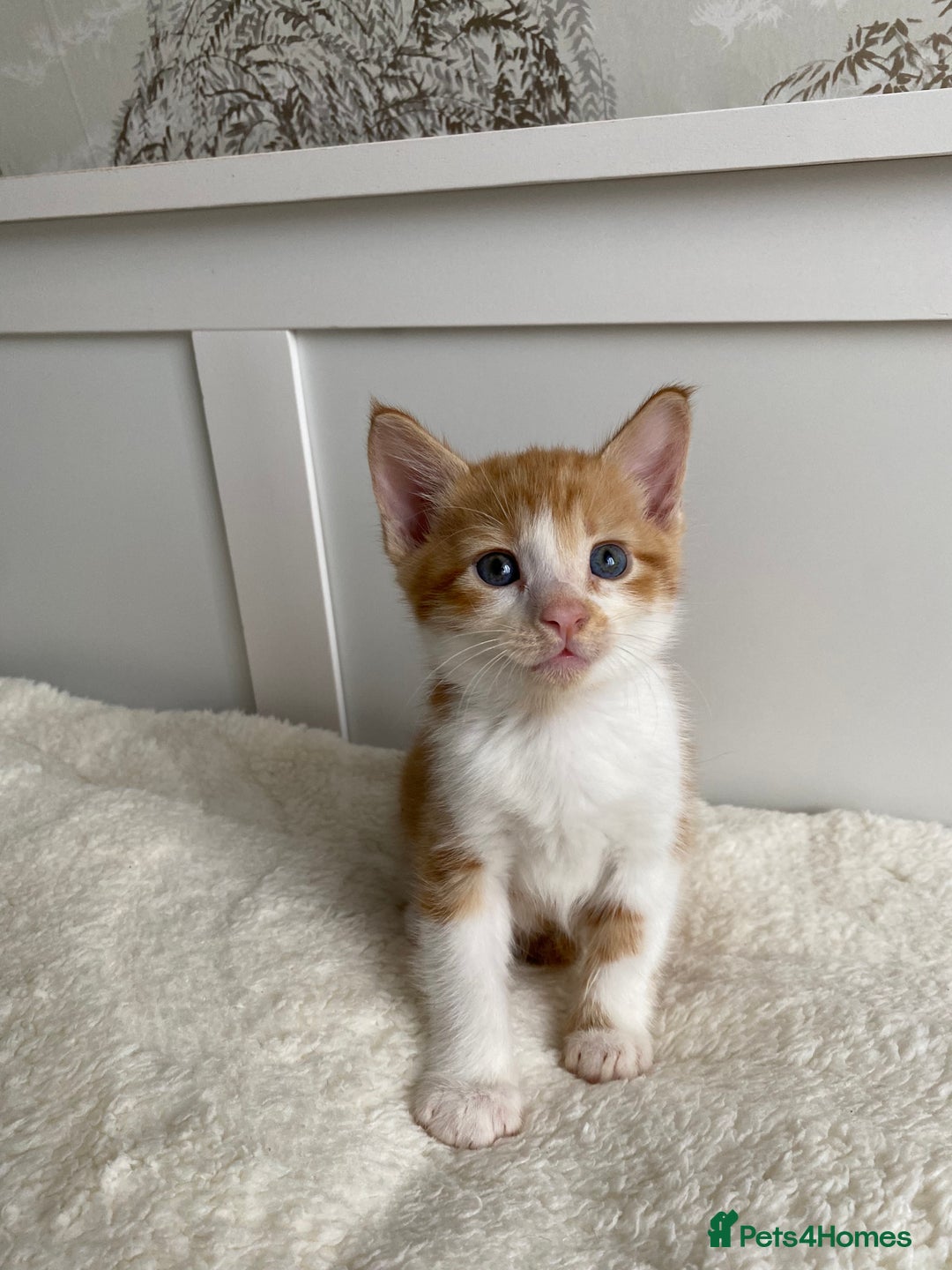 Domestic Shorthair cats for sale: Seven kittens available  - Image 6