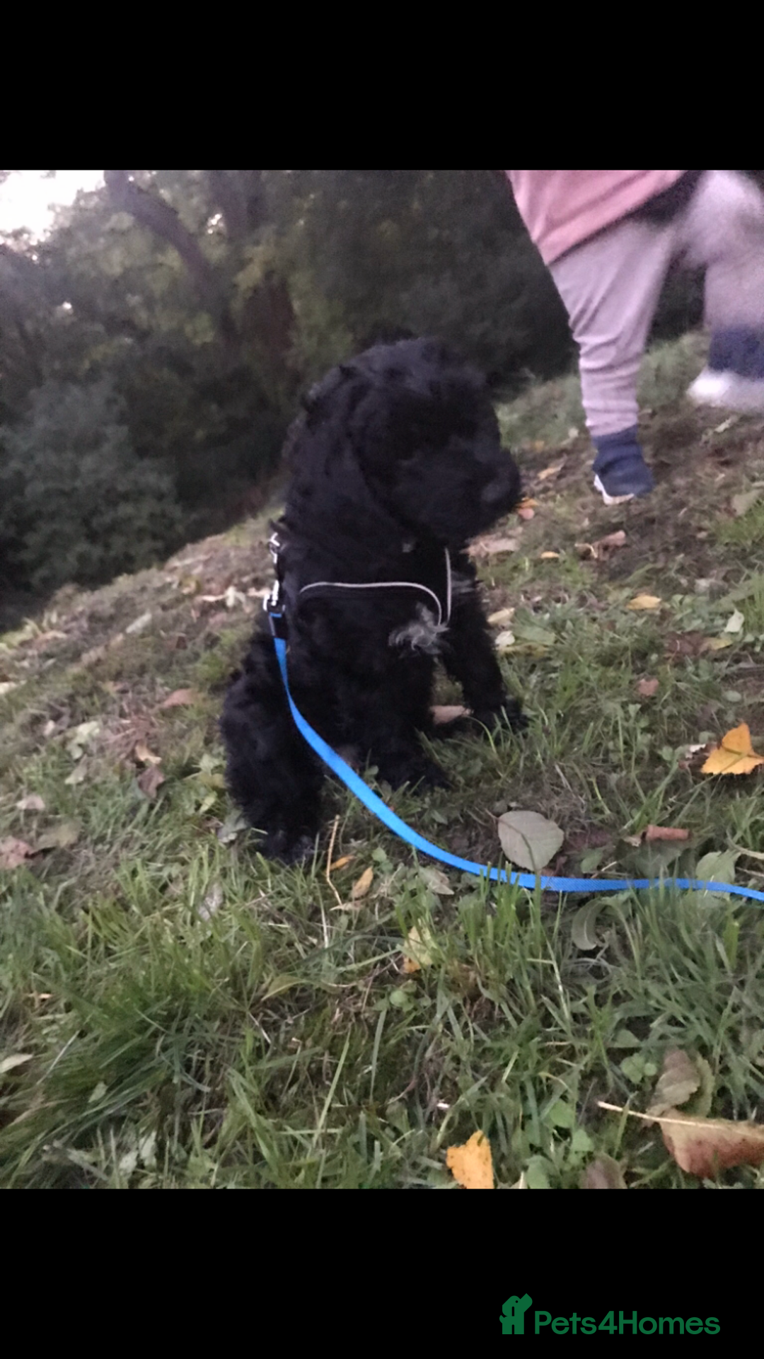 Cockapoo dogs for sale: Cockapoo - Advert 4