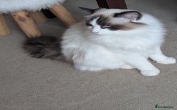 Ragdoll cats for sale: Ragdoll cat  - Image 4