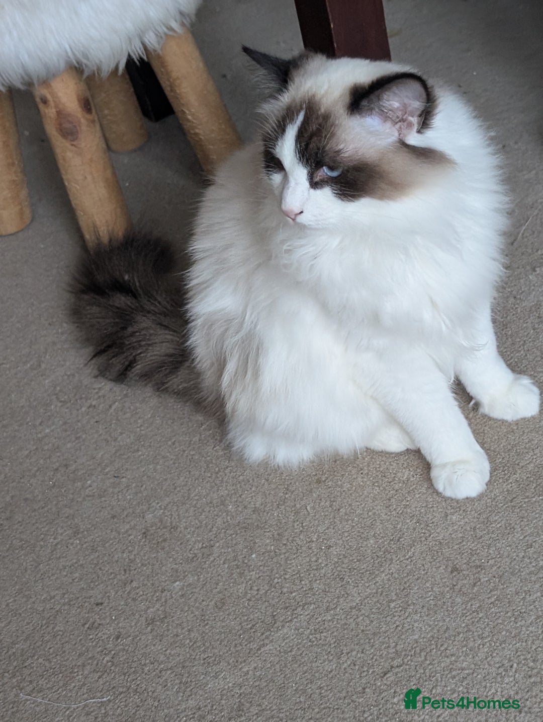 Ragdoll cats for sale: Ragdoll cat  - Image 4