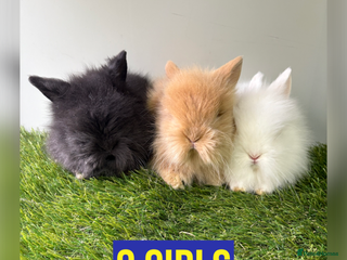 Lionhead rabbits Beautiful double mained Lionhead babies - Advert 1