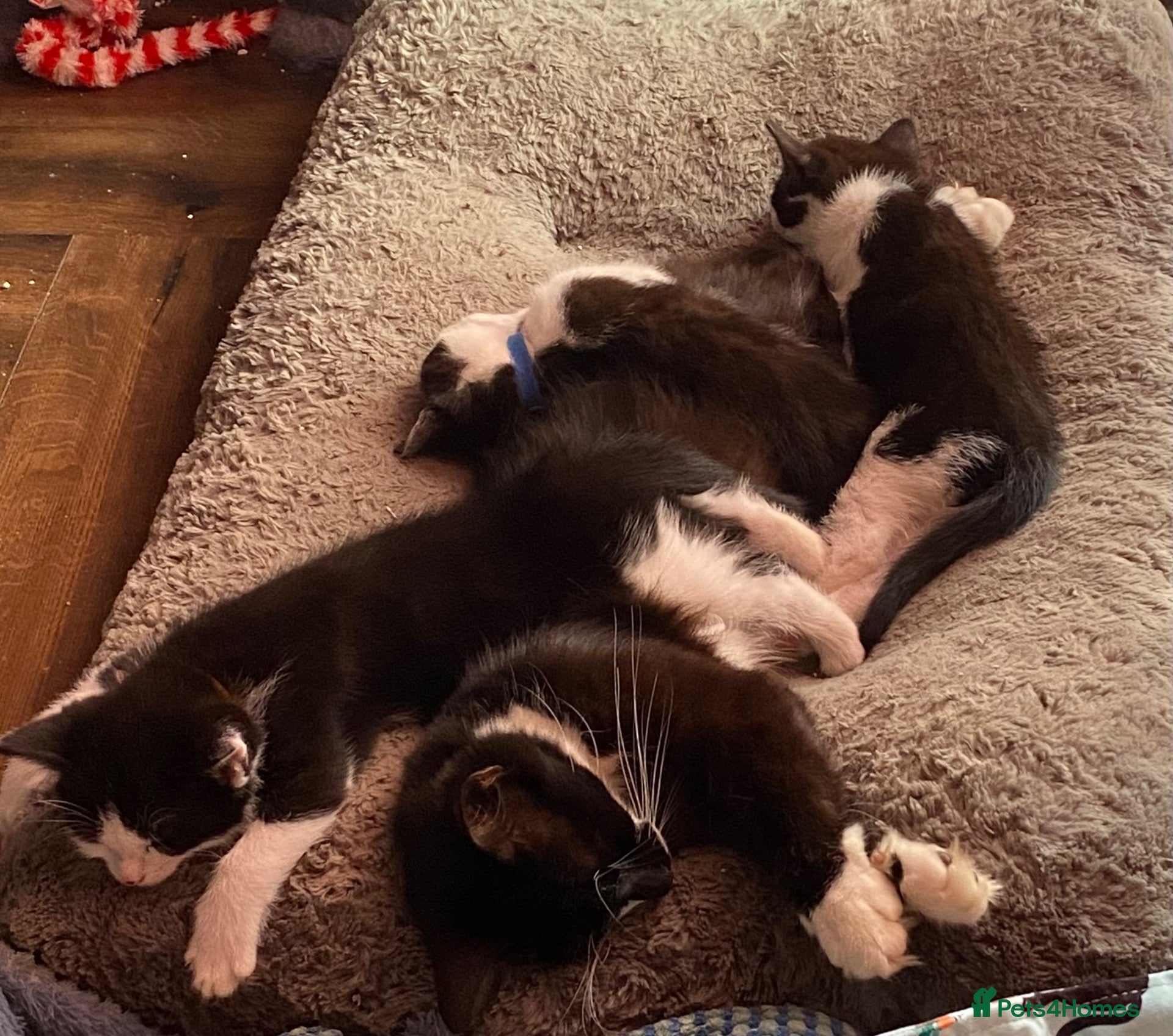 Domestic Shorthair cats 3 Beautiful Boy Kittens Looking for Forever Homes - Advert 7