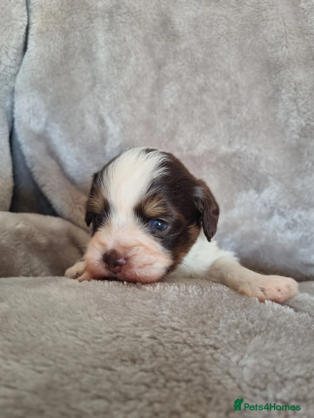 Mixed Breed dogs for sale: Miniature Daschund x Pomeranian - Advert 2