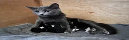 Mixed Breed cats for sale: Male and Female  in Eastbourne - Advert 1