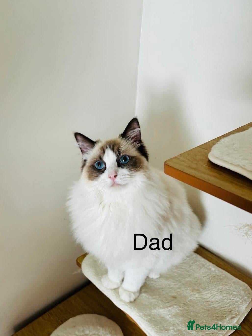 Ragdoll cats for sale: Beautiful ragdoll kittens - Advert 9