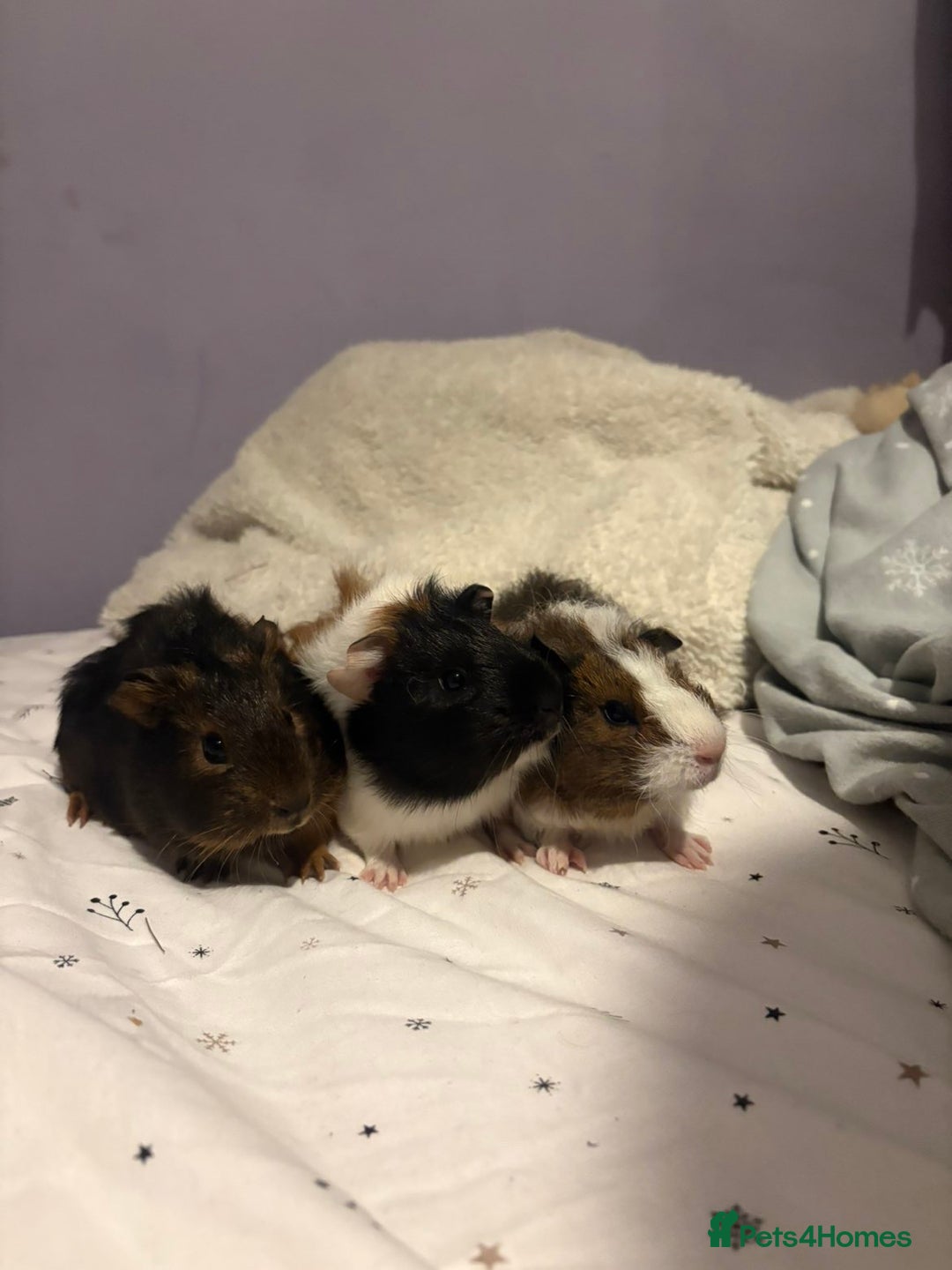 Guinea Pig rodents for sale: 3x males - Advert 2