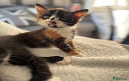 British Shorthair cats for sale: One boy and one girl ready - Image 14