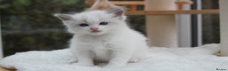 Ragdoll cats for sale: Blue Lynx Bicolour Ragdoll TICA Registered  - Advert 11