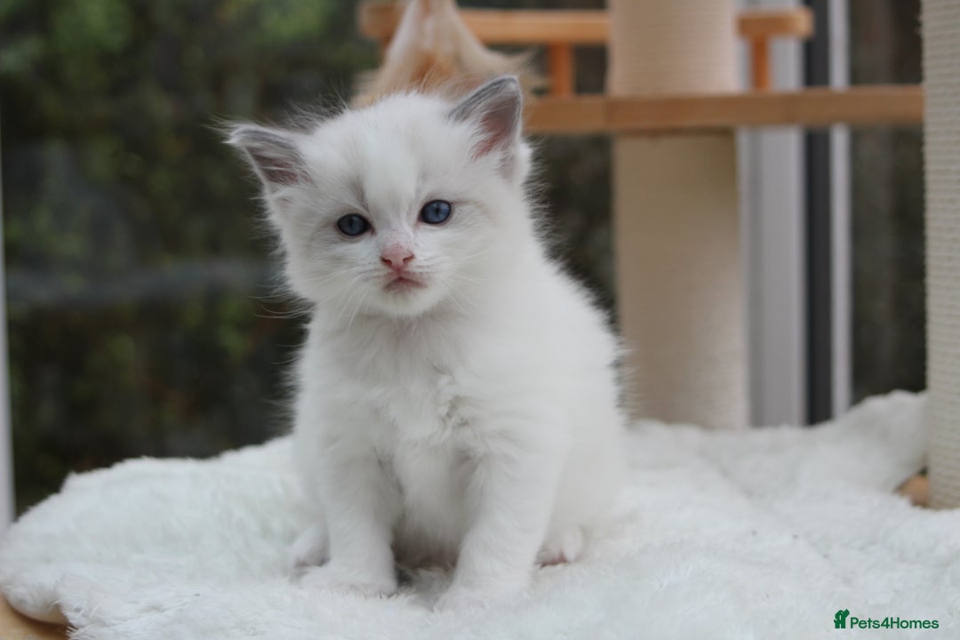 Ragdoll cats for sale: Blue Lynx Bicolour Ragdoll TICA Registered  - Advert 11