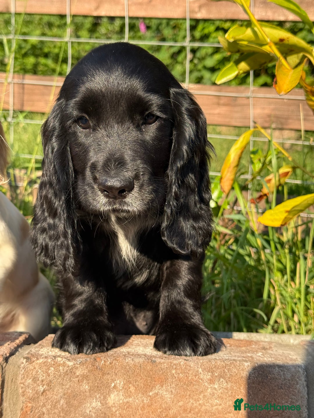 Cocker Spaniel dogs for sale: FULLY VACCINATED Black FEMALE cocker spaniel in Mold - Image 18
