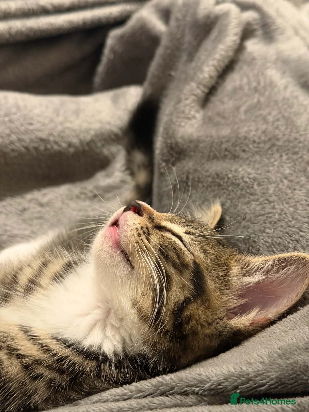 Mixed Breed cats for sale: Maine Coon Male Kitten - Advert 2