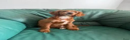 Sprocker dogs for sale: Beautiful show sprockers  - Advert 11