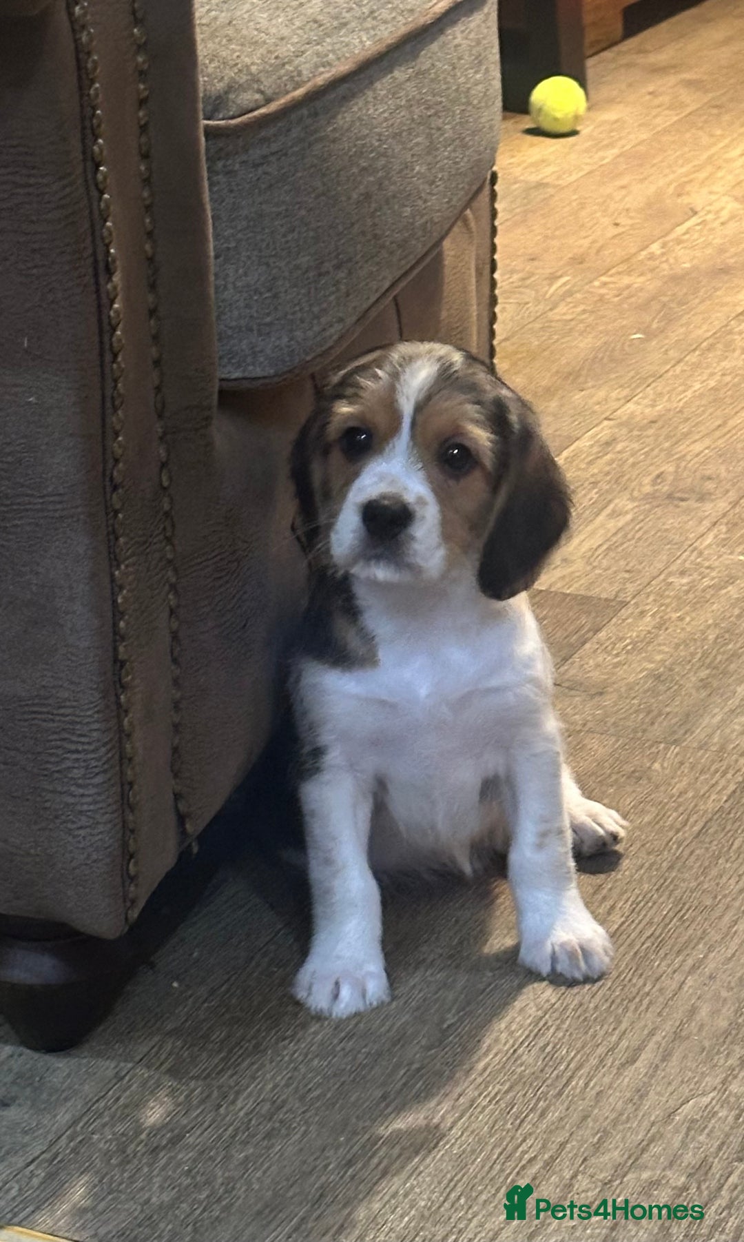 Mixed Breed dogs for sale: Beautiful Beagle X Cavapoo Puppies.  - Advert 21