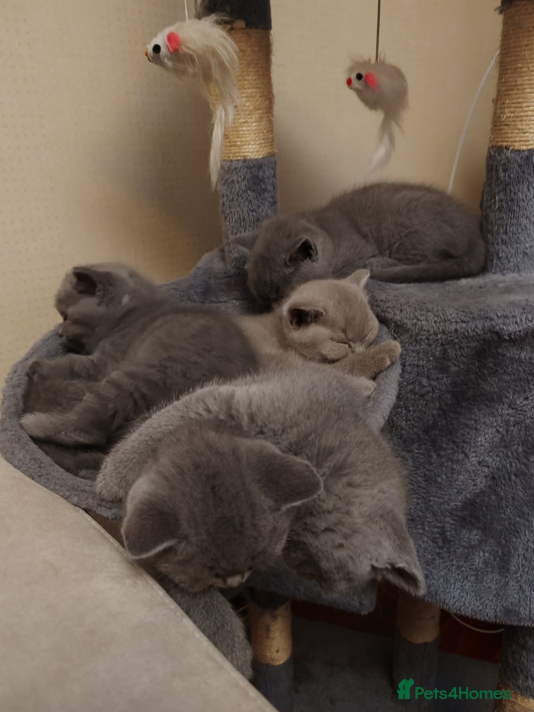 British Shorthair cats for sale: British short hair  - Image 8