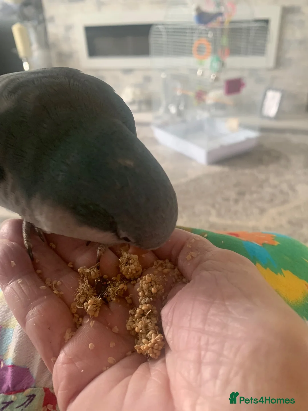 Parrots birds for sale: Blue Quaker parrot  in Wakefield - Advert 2