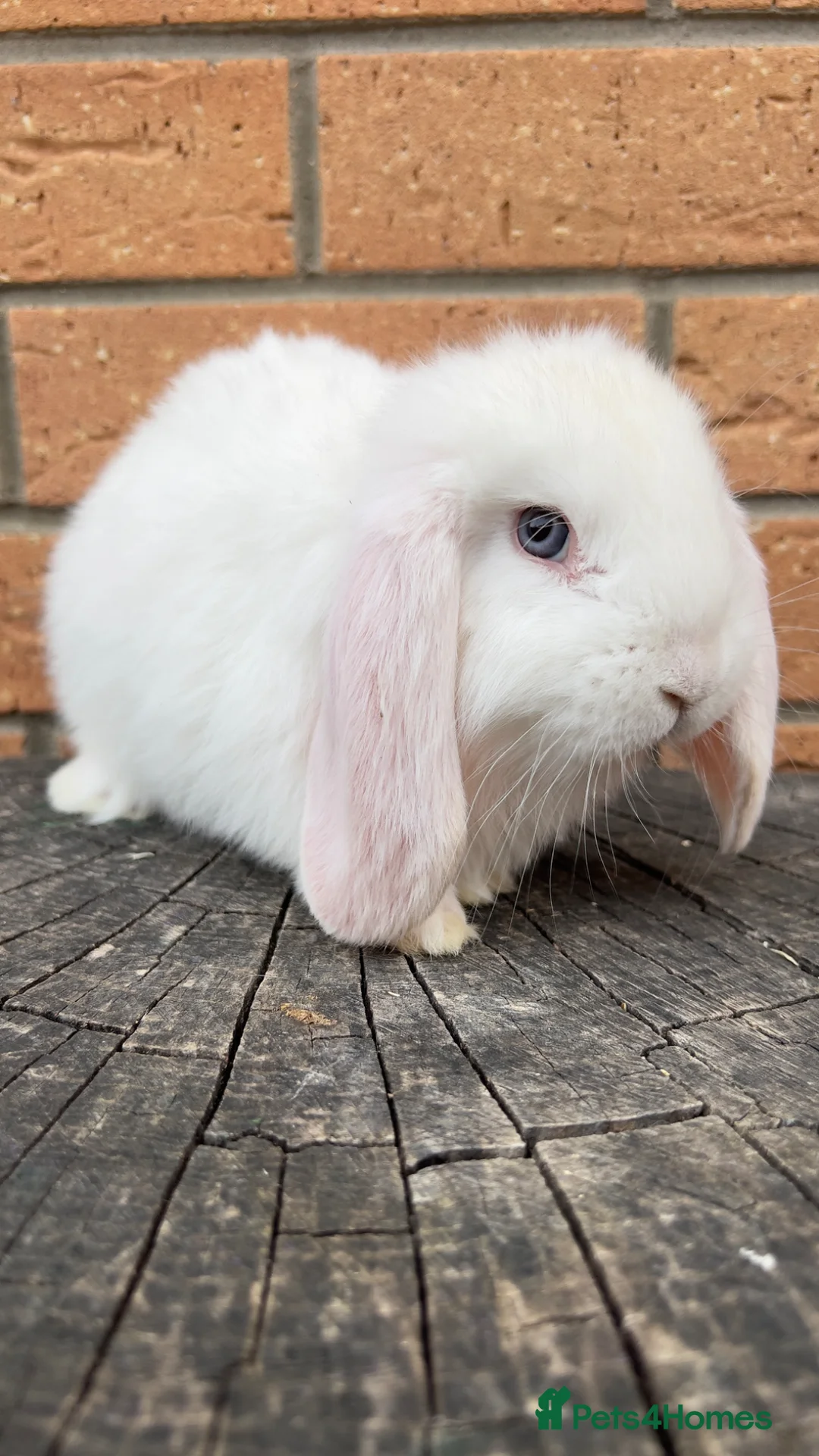 French Lop rabbits for sale: Quality Pedigree French Lops by Lincolnshire Lops - Advert 2