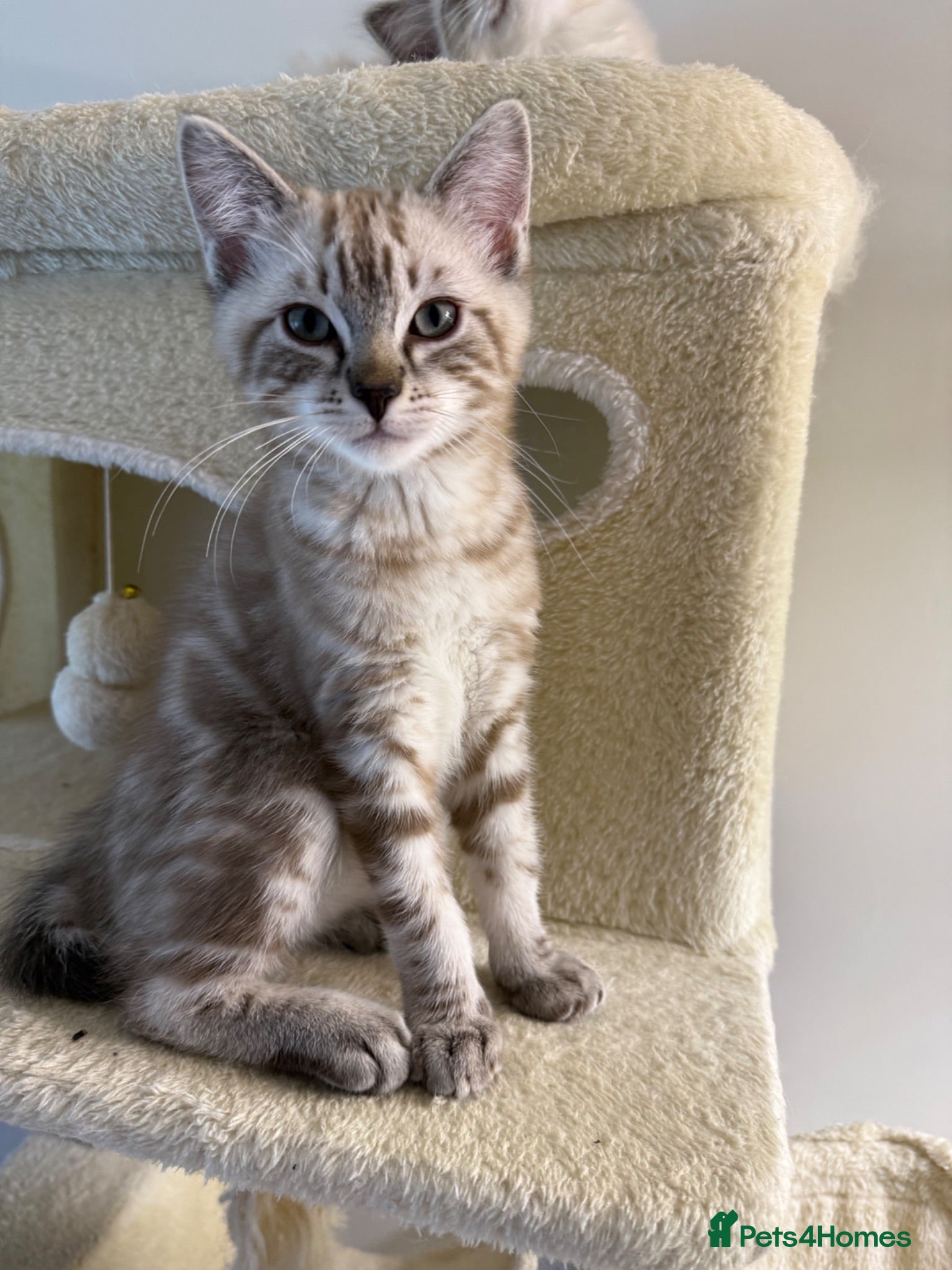 Ragdoll cats Beautiful Ragdoll x Bengal kittens - Advert 1
