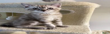 Fudge (male)