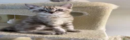 Ragdoll cats for sale: Beautiful Ragdoll x Bengal kittens - Advert 1
