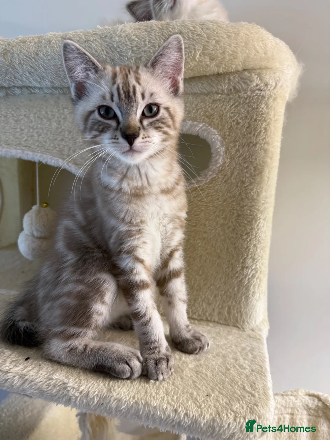 Ragdoll cats for sale: Beautiful Ragdoll x Bengal kittens - Advert 1