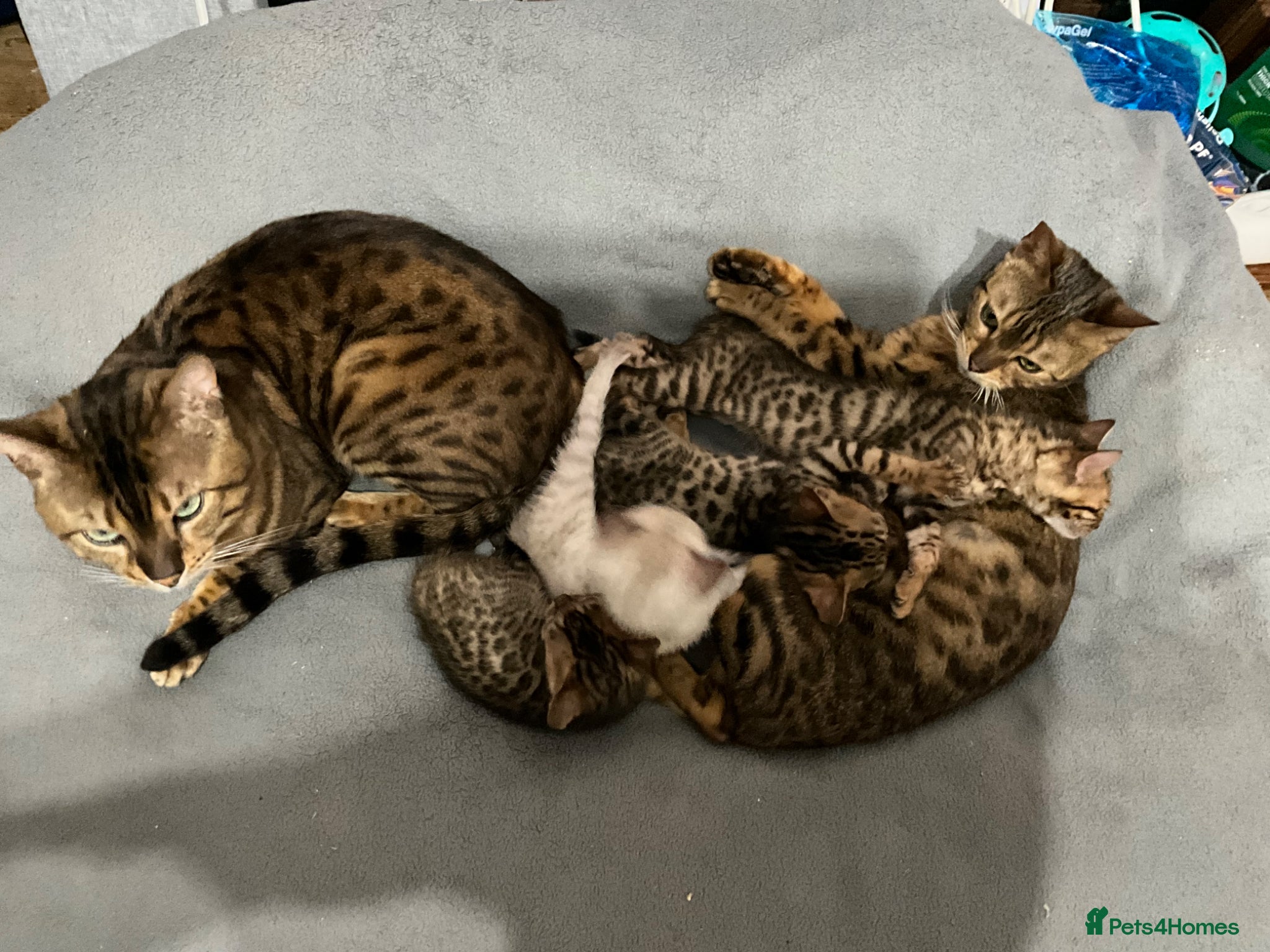 Bengal cats Full bengal kittens - Advert 12