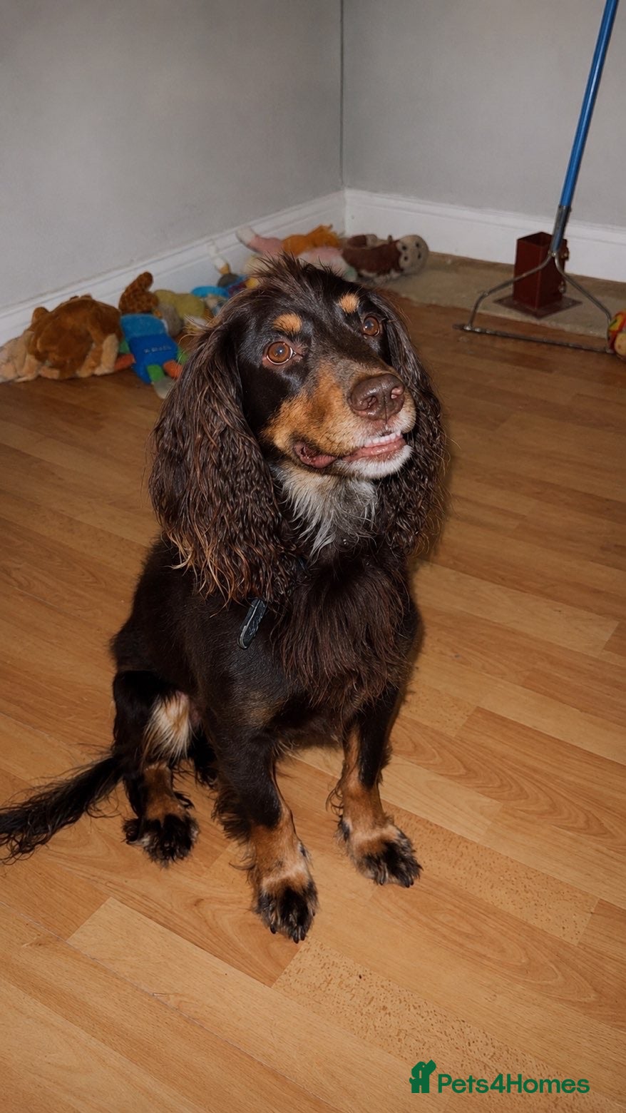 Cocker Spaniel dogs Chocolate and tan Experienced PROVEN stud - Advert 2