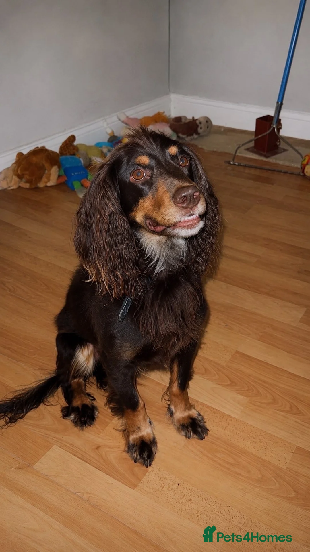 Cocker Spaniel dogs for stud: Chocolate and tan Experienced PROVEN stud - Advert 2
