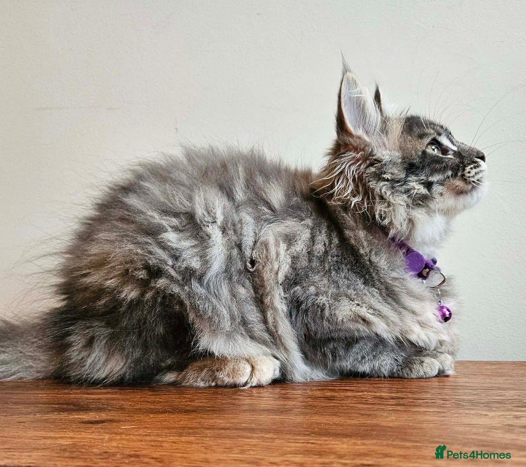 Maine Coon cats for sale: XXL Champion Line Maine Coons – Rare, Very Fluffy! - Advert 10