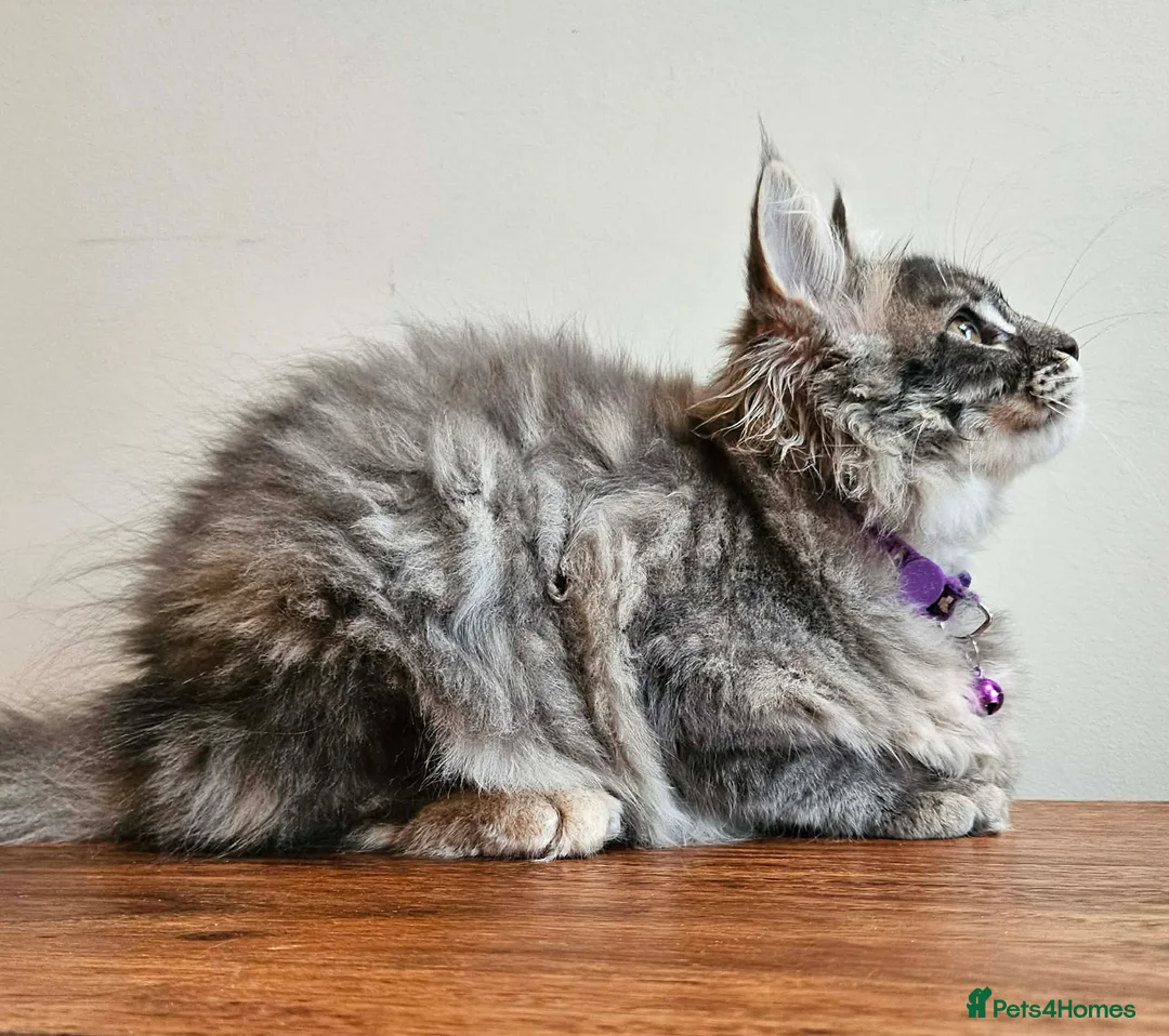 Maine Coon cats for sale: XXL Champion Line Maine Coons – Rare, Very Fluffy! - Advert 11